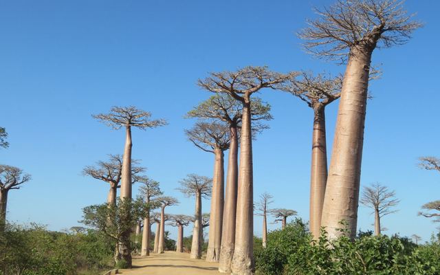 Madagascar